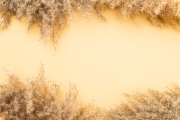 pampas grass branch on gold background. natural background.