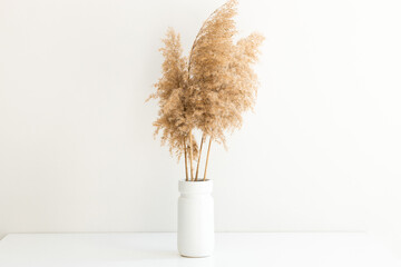 Pampas grass in a vase near white wall.