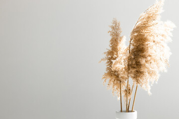 Dry pampas grass or reed in stylish vase. Shadows on the wall. Silhouette in sun light