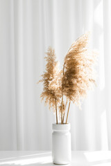 Dry pampas grass or reed in stylish vase. Shadows on the wall. Silhouette in sun light