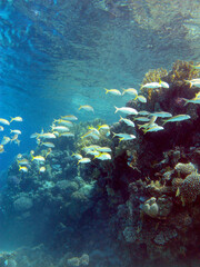 Coral reef with shoal of goatfishes and hard corals at the bottom of tropical sea on blue water background, underwater landscape