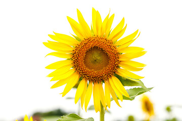 Fototapeta premium field of blooming sunflowers on outdoor nature.