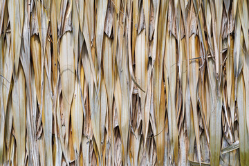 close-up of texture of thatched from Imperata cylindrica.