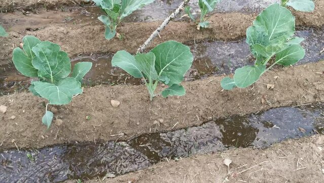 
Regando peque&ntilde;o huerto  con variedad de hortalizas, verduras y legumbres