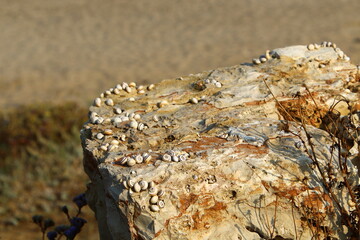 Stones and shells on the shores of the Mediterranean Sea.