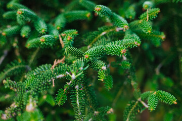 Soft focus and close-up of green spruce branches. A natural background for both design and decoration with a copy space. Natural texture of short soft spruce needles. Christmas, festive background.