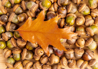 flat view of a large pile of acorns from an oak tree with an oak leaf