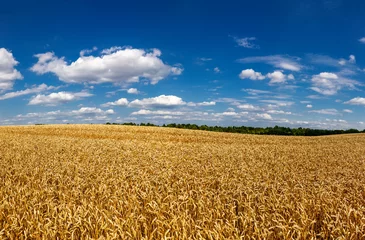 Poster Wheat field under blue sky. Rich harvest theme. Rural landscape with ripe golden wheat. The global problem of grain in the world. © Sergii