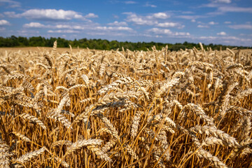 Wheat field under blue sky. Rich harvest theme. Rural landscape with ripe golden wheat. The global problem of grain in the world.