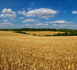 Wheat field under blue sky. Rich harvest theme. Rural landscape with ripe golden wheat. The global problem of grain in the world.