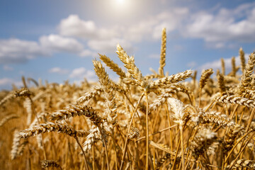 Wheat field under blue sky. Rich harvest theme. Rural landscape with ripe golden wheat. The global...