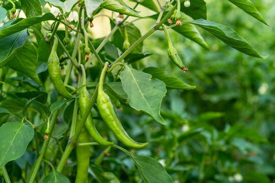 Close up photo of green chilli pepper hanging on twig in the farmyard. Selective focus