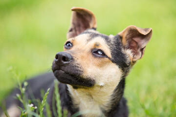 dog looking up portrait