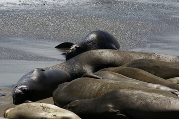 Elephants seals resting at a pacific ocean beach near San Simeon, California