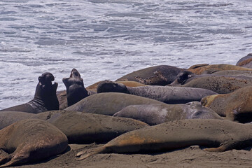 Elephants seals resting at a pacific ocean beach near San Simeon, California