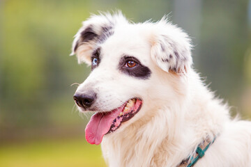 border collie side portrait