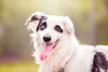 Border Collie portrait