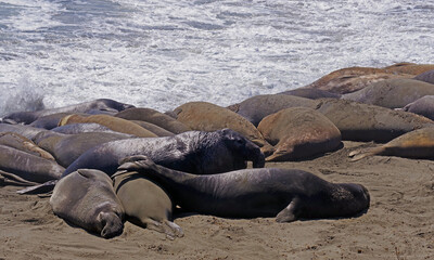 Elephants seals resting at a pacific ocean beach near San Simeon, California