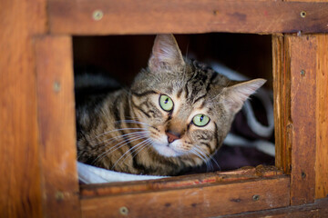 tabby cat looking out of wooden frame