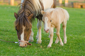 Naklejka na ściany i meble horse eating grass, and baby horse