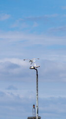 Seagull is landing on a pole with a second bird