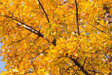 Autumn leaves on the tree. Season of colorful foliage.	