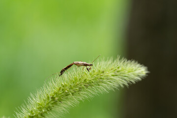 two damsel bugs in love on the wild foxtail millet