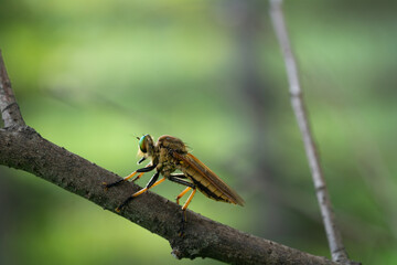 robber fly, assassin fly. A close-up