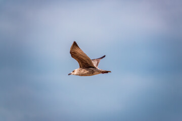 Seagull in flight