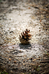 Lonely Pinecone