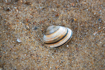 Sea shell