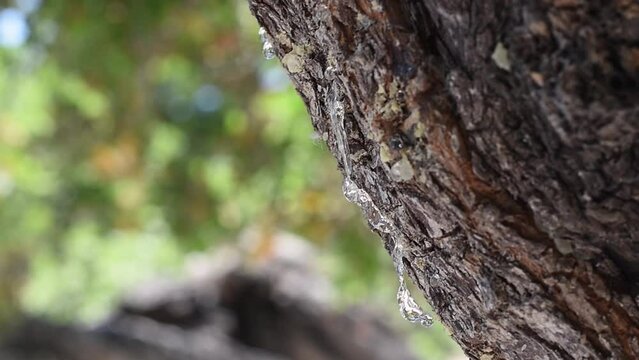 Selective focus on the mastic oozes in tears out of the branch of a mastic tree. Mastic drops brighten and twinkle in the sunlight. Beautiful bokeh background. Chios island, Greece.