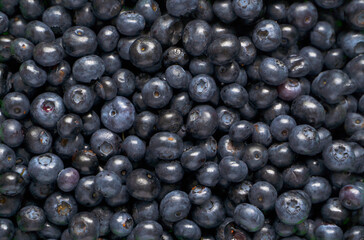 Background of fresh and juicy blueberries.Seasonal products.