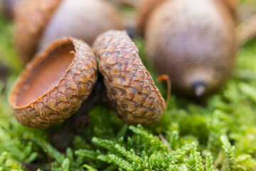 Pedunculate oak acorn, object close-up.