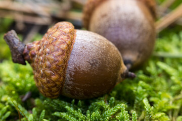 Pedunculate oak acorn, object close-up.