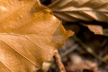 Yellow autumn leaf close-up, autumn in the forest.