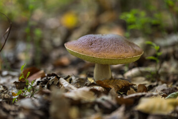 Boletus, an edible mushroom in the forest, boletus edulis .