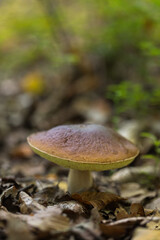 Boletus, an edible mushroom in the forest, boletus edulis .
