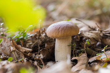 Boletus edulis Bull,species of mushrooms from the boletus family.