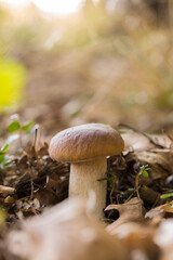 Boletus edulis Bull,species of mushrooms from the boletus family.