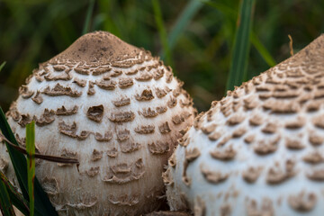 Macrolepiota procera, a mushroom growing in a meadow.