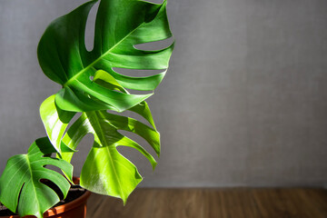 Juicy, green leaves of the monstera plant. Bright sun rays penetrate the window. An evergreen...