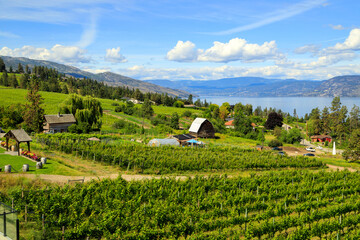 Organic Vineyard Kelowna Okanagan Valley