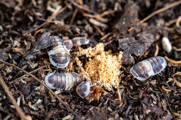 Cubaris sp. Cappuccino. Isopod eating foods
