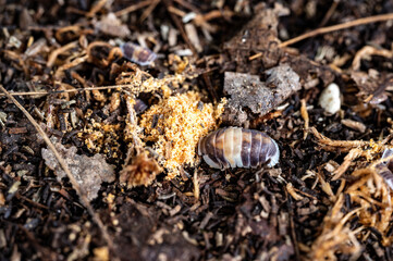 Cubaris sp. Cappuccino. Isopod eating foods