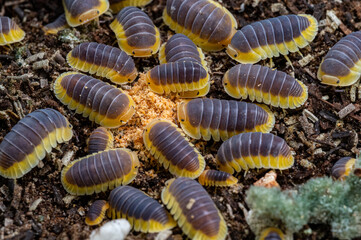 Cubaris sp. Lemon Blue. Isopod eating foods