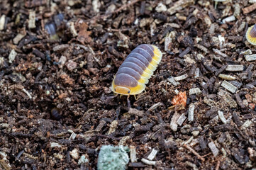 Cubaris sp. Lemon Blue. Isopod crawling on the ground