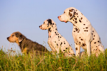 three dogs in a row looking to the side