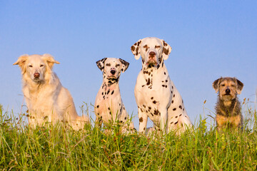 group of dogs in front of blue sky