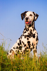 dalmatian in front of sky